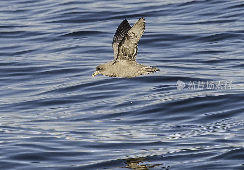 北方管鼻藿(Fulmarus glacialis)，管鼻藿，或北极管鼻藿，是一种数量丰富的海鸟，主要发现于北大西洋和北太平洋的亚北极地区。加州蒙特雷湾。飞行。